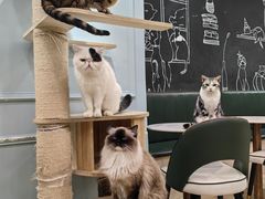 -安格丽娜·狗咖·猫咖羊驼咖(春熙路百盛商场店)