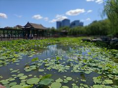 -莲花池公园