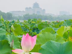 -莲花池公园