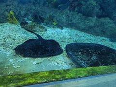 -芜湖新华联大白鲸海洋公园