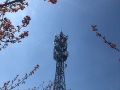 -高东镇樱花园