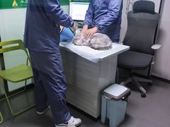 -半岛宠物医院24小时(科华中路店)