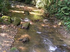 -瑞丽独树成林风景区