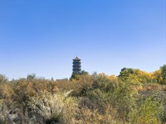 -金塔沙漠胡杨林景区