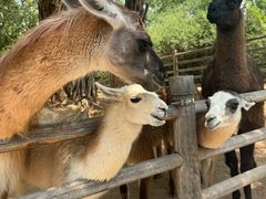 -鄂尔多斯野生动物园