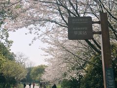 -上海滨江森林公园