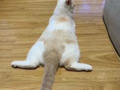 -啵啵喵·猫咖(攀华国际店)