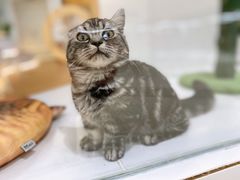 -COLOR PETS 撸猫馆·购猫·猫咖(长风大悦城店)