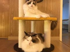 -猫腻·猫咖·撸猫馆(星光大道店)