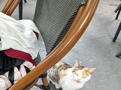 -阿巧茶庄