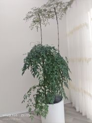 -HEYAN荷妍专业脱毛连锁机构