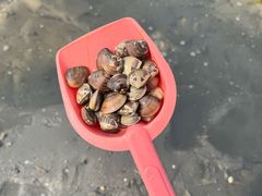 -红树林天天赶海