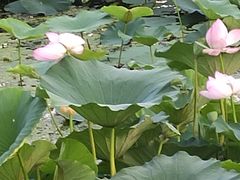 -长春市南湖公园