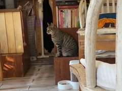 -海边的猫和咖啡馆