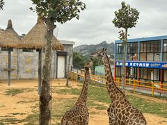 -西霞口神雕山野生动物世界