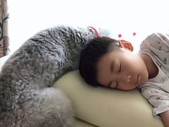 -美联众合宠物医院·爱萌分院·内外科·猫科中心