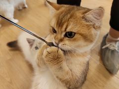 -有喵·猫咖·狗咖·30几只猫10只小狗(岗厦店)
