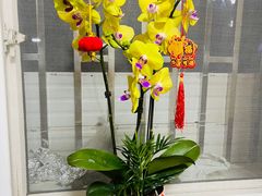 -双季花艺园艺市场(浦东店)