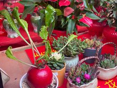 -越秀西湖花市(广州城市广场花卉店)