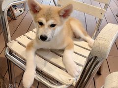 -momokira米努特·德文卷毛猫·棉花面纱犬