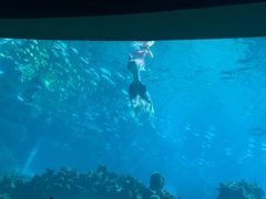 -海棠湾洲际-涛·海底餐厅·美人鱼·自助餐·海底隧道