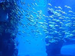 -西安曲江海洋极地公园