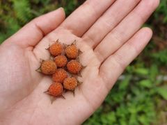 -铁山坪森林公园