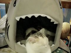 -吉丁鸟咖·异宠·寄养