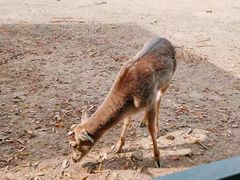 -北京麋鹿生态实验中心