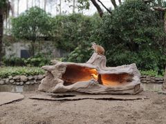 -上海野生动物园
