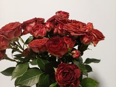 -循礼门鲜花花市(武汉循礼门店)