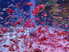 -海合安成都极地海洋公园