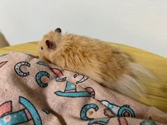 -楼上猫咖(罗湖店)