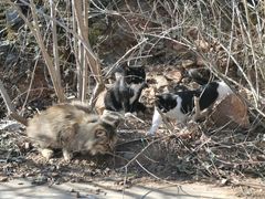 -北京西山国家森林公园