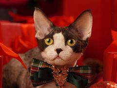 -70cat德文卷毛猫·缅因猫纯种猫舍