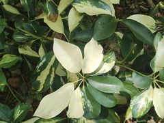 -三亚海棠湾万丽度假酒店