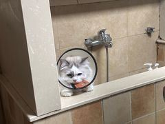 -佳雯宠物医院·皮肤科·内外科(春晓路分院)