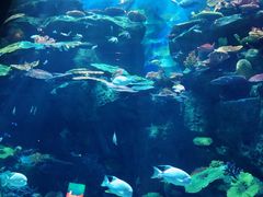 -暹罗海洋世界