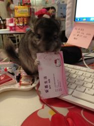 龙猫换欢迎你-爱嘉生活美甲美睫纹绣半永久