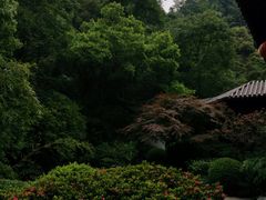 -十八棵（老龙井）御茶园(老龙井店)