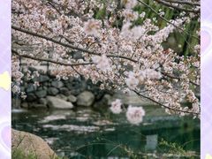 -樱花山风景区