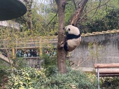 -成都动物园
