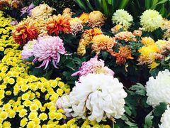 &nbsp;菊花展-汇龙潭