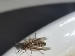 -望湖烤鱼