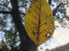 -深圳仙湖植物园
