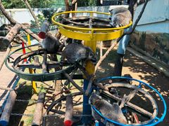 -西霞口神雕山野生动物世界