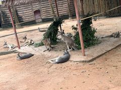 -深圳野生动物园