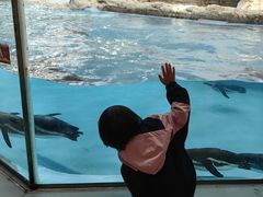 -帝企鹅自助餐厅•儿童岛•真企鹅(长隆企鹅酒店)