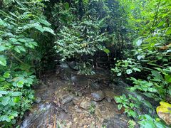 -莫里热带雨林景区