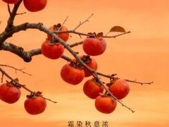 -立聪堂助听器·呼吸机(人民医院店)